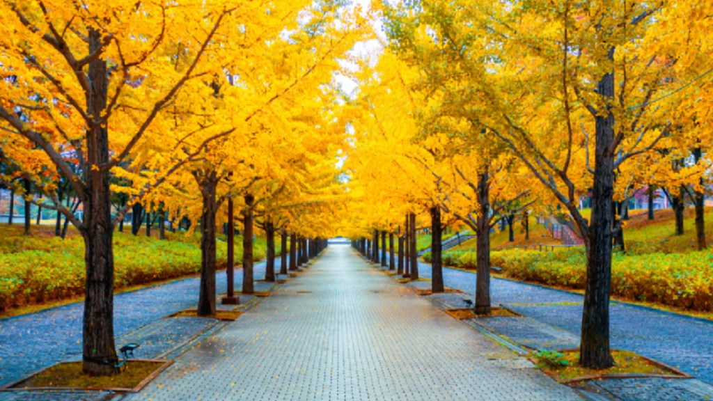 Yellow Spring Road Japan